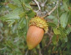 بلوط برانتی / بلوط ایرانی